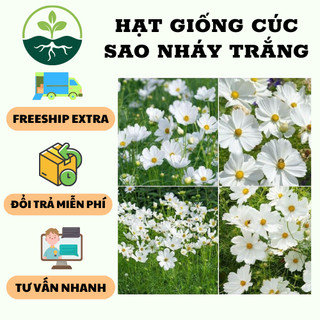 Hạt giống hoa cúc sao nhái trắng { gói 200 hạt }