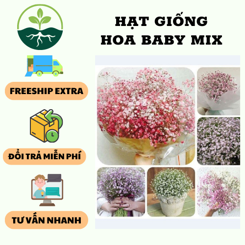 Hạt giống hoa baby mix màu - 1 gói 100 hạt