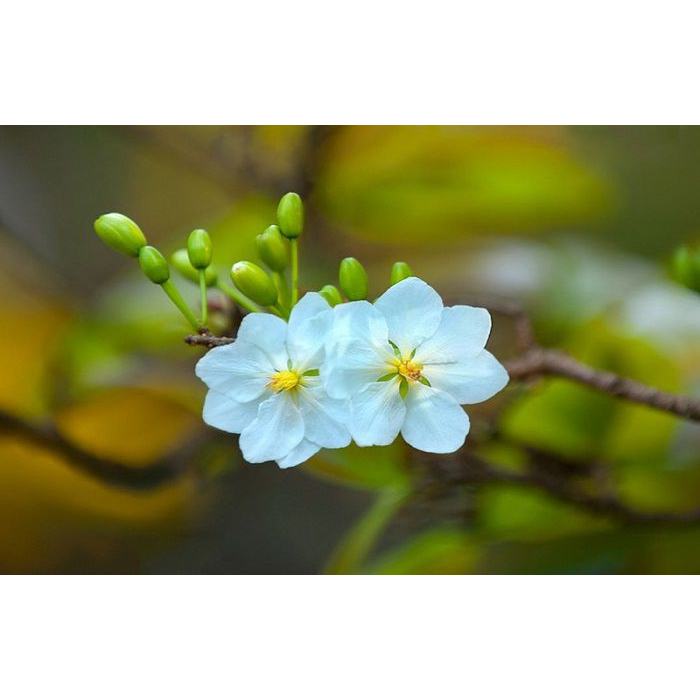 Cây giống hoa bạch mai, cây mai trắng, cây được bảo hành