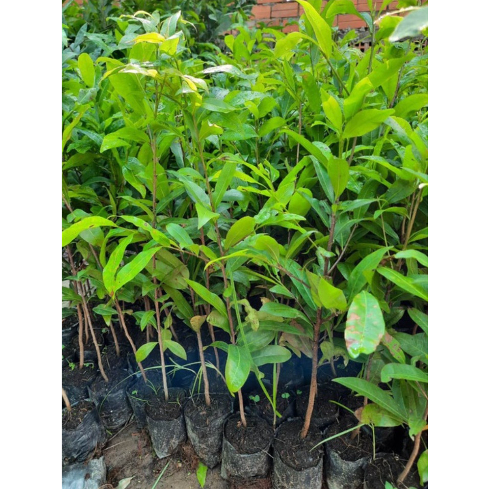 Cây giống hoa bạch mai, cây mai trắng, cây được bảo hành