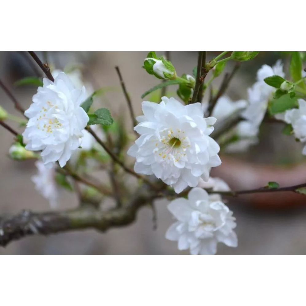 Cây giống hoa bạch mai, cây mai trắng, cây được bảo hành