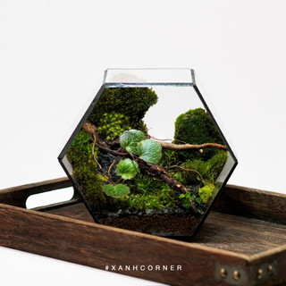 Terrarium bình kính lục giác nhỏ trồng cây