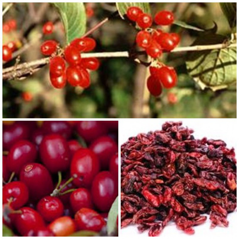 Sơn Thù Du loại 1