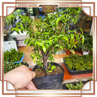 Cây mai chiếu thủy - cây bonsai dáng đẹp, dễ trồng