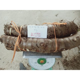 Combo 10kg củ cây bạc hà núi