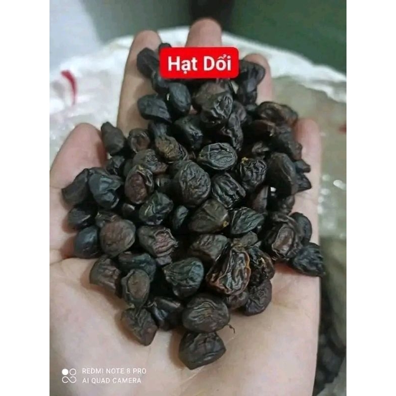 Hạt Dổi loại 1