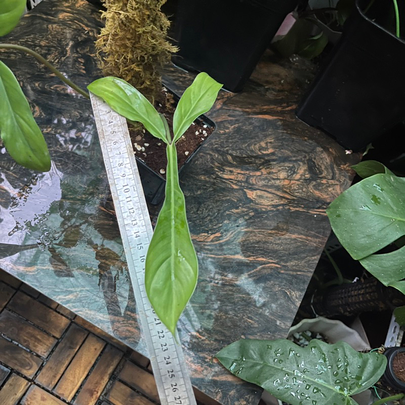 Cây philodendron 69686