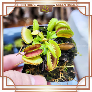 Cây bắt mồi mini,cây bẫy kẹp flytrap, cây ăn thịt côn trùng.