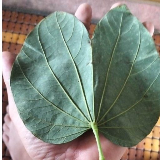 10 Lá móng bò thức ăn Isopods