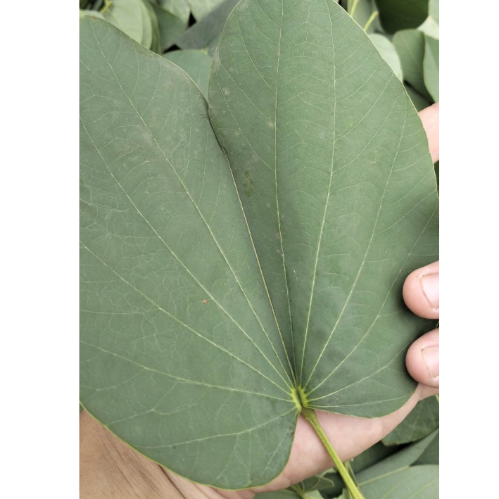 10 Lá móng bò thức ăn Isopods