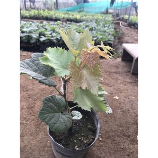 Cây Nho Black Magic (Ma Thuật Đen)