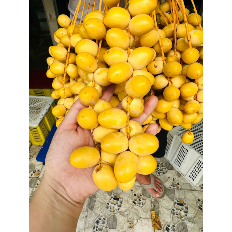 Chà là vàng 500gr ( khách ở khu vực ngoài HCM nhắn shop trước khi đặt hàng )