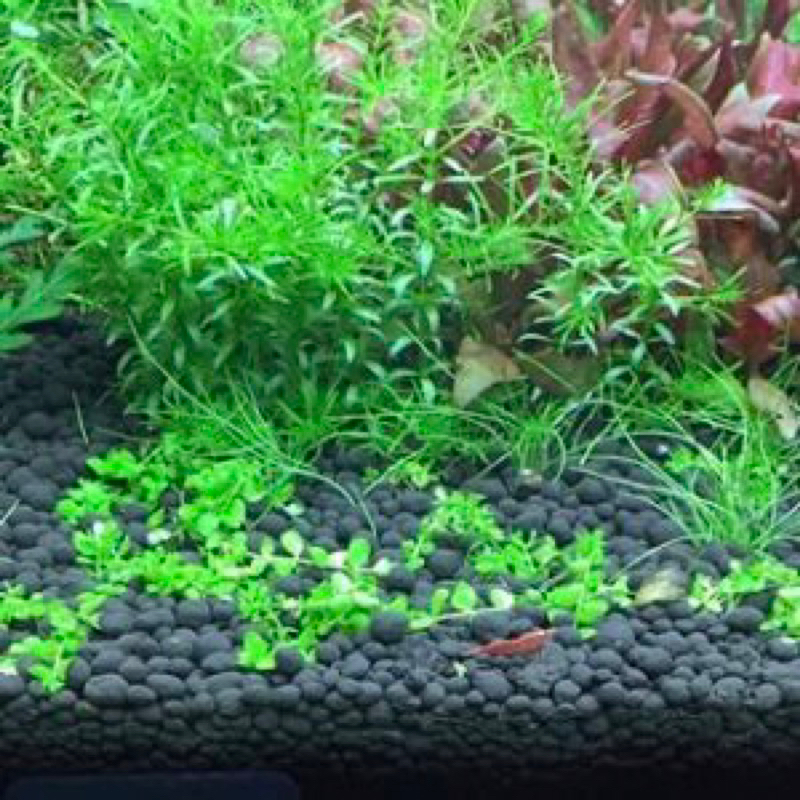 PHÂN NỀN SMÊKÔNG 50K