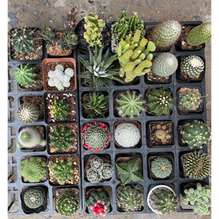 Sale Mạnh. Xương rồng mini các loại,size chậu 5cm,cây 4-6cm tùy loại. Giá chỉ từ 15k.Ship cây ngẫu nhiên