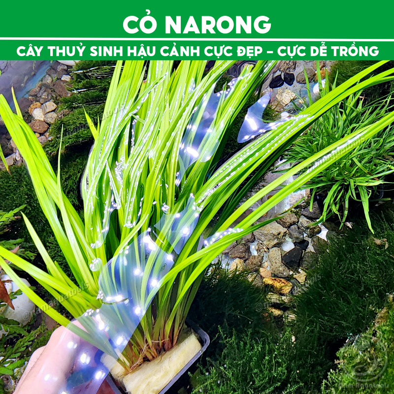 Cỏ Cọp - Cỏ Narong | Cây Thuỷ Sinh Hậu Cảnh Cực Đẹp - Không Cần CO2