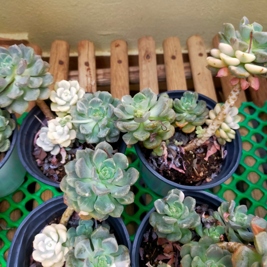 Sen đá trung thu var