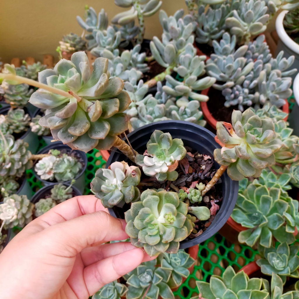 Sen đá trung thu var