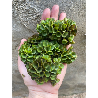Cây thuỷ sinh bèo tai chuột