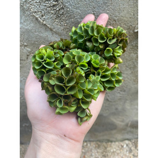 cây thuỷ sinh bèo tai chuột
