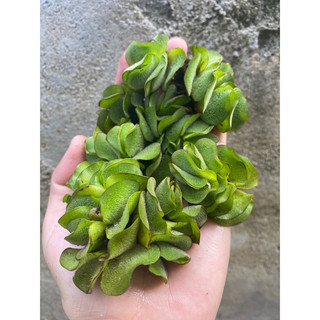 Bèo tai tượng