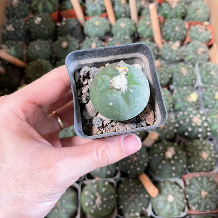 Xương rồng lopho size 4-5cm