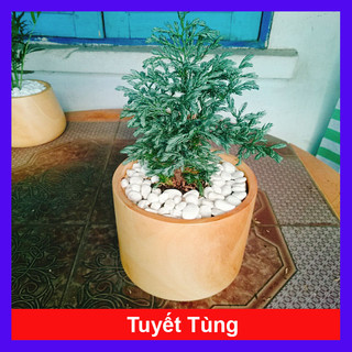Cây Tuyết Tùng - cây cảnh để bàn