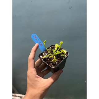 cây bẫy kẹp devil eye, dionaea devil eye