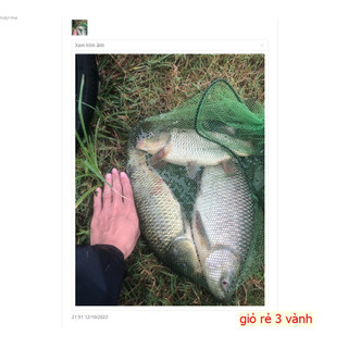 [ Giỏ Đựng ] Cá,Tôm,Tép - 3 vành siêu rẻ
