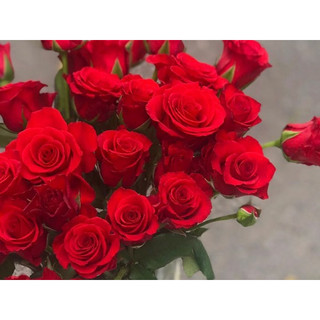 Hoa hồng đỏ Sa - Bó 50 bông