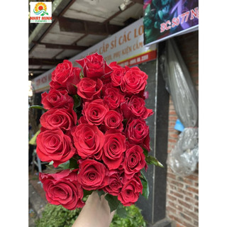 Hoa hồng đỏ Sa - Bó 50 bông