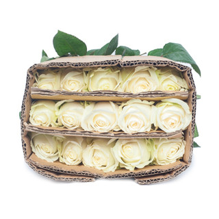 Hoa hồng trắng cồ - bó 50 bông