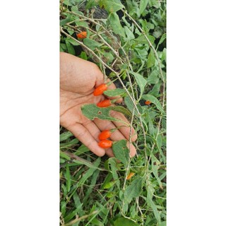 Cây giống kỷ tử ăn quả / chuẩn giống