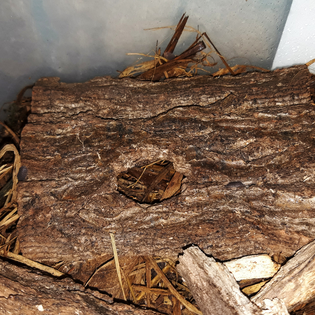 Miếng gỗ nuôi isopod cubaris murina kèm hộp pack 30c