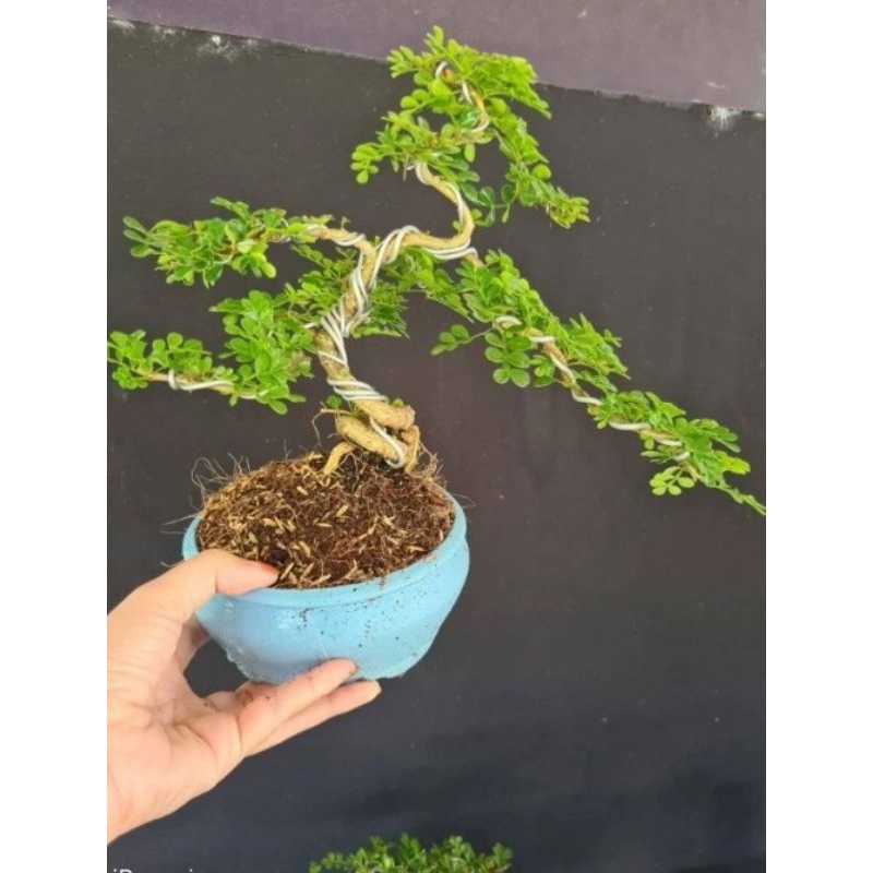 Cây Cần Thăng Bonsai