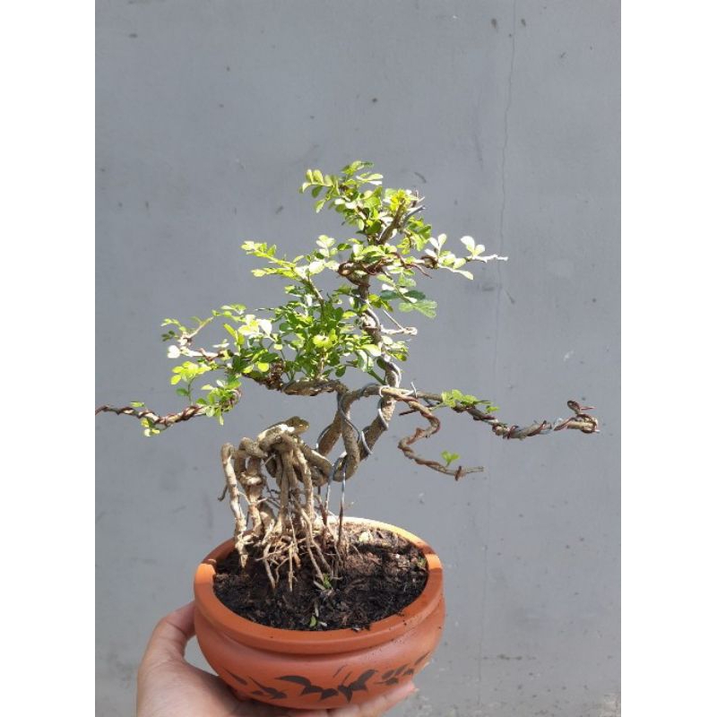 Cây Cần Thăng Bonsai