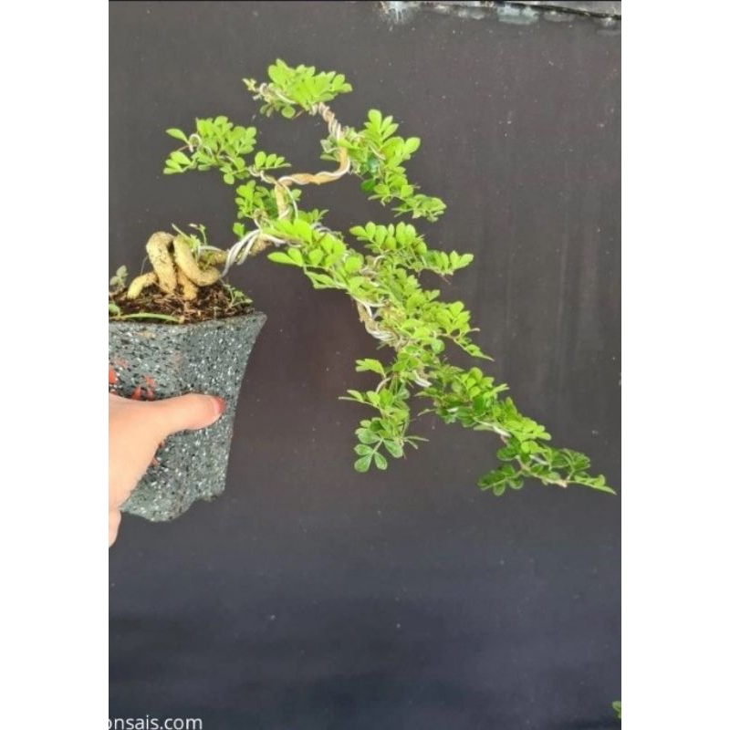 Cây Cần Thăng Bonsai