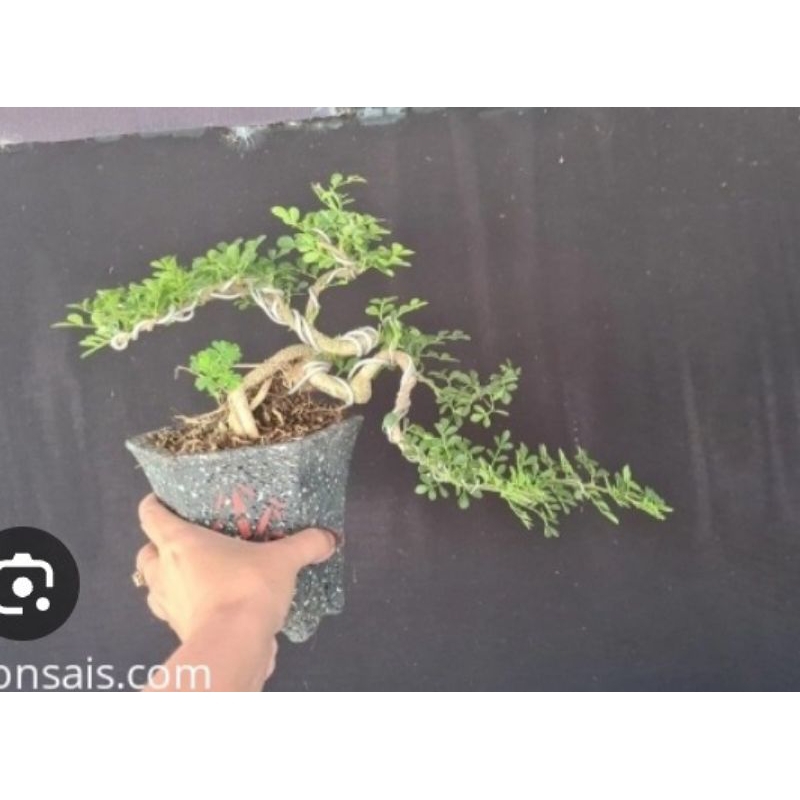 Cây Cần Thăng Bonsai