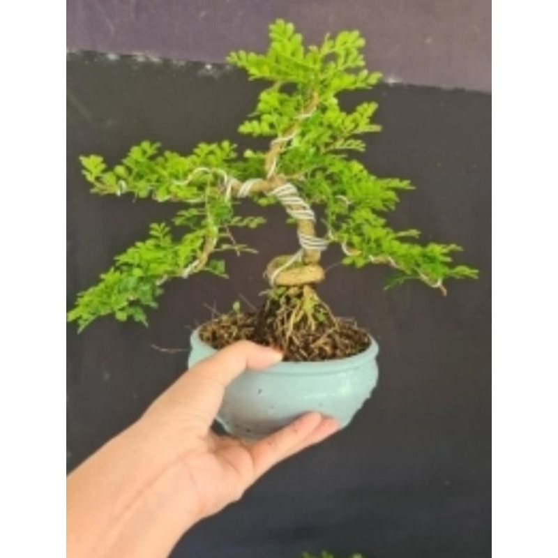 Cây Cần Thăng Bonsai