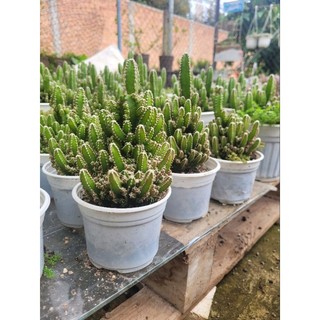 Xương rồng Thanh Sơn