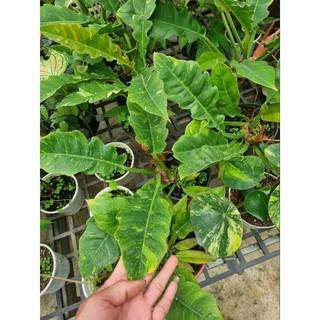 Chậu cây cung đàng var (philodendron ring of fire var)