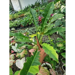 Chậu cây cung đàng var (philodendron ring of fire var)