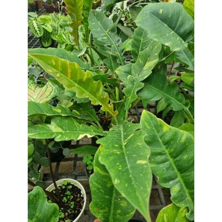 Chậu cây cung đàng var (philodendron ring of fire var)