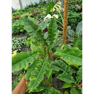 Chậu cây cung đàng var (philodendron ring of fire var)