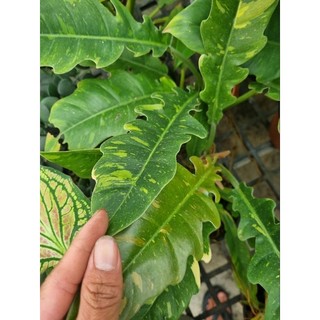 Chậu cây cung đàng var (philodendron ring of fire var)