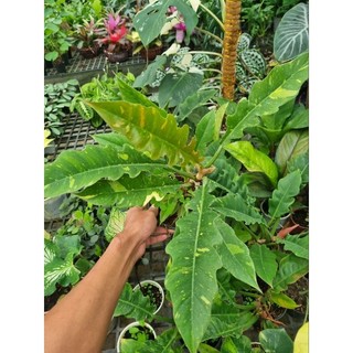 Chậu cây cung đàng var (philodendron ring of fire var)