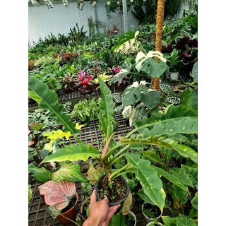 Chậu cây cung đàng var (philodendron ring of fire var)