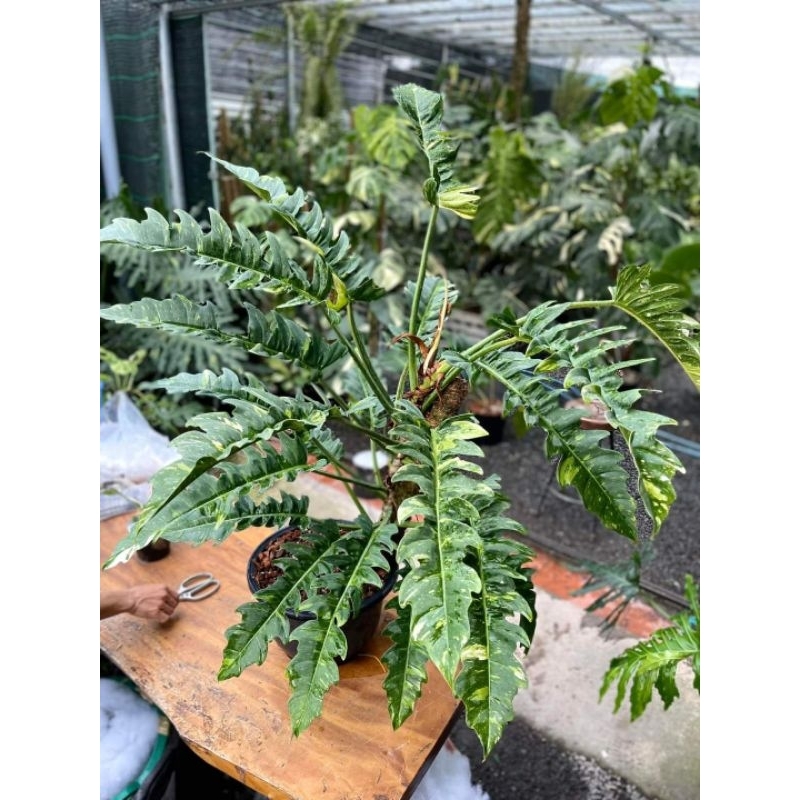 Chậu cây cung đàng var (philodendron ring of fire var)