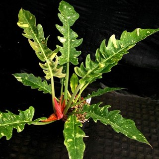 Chậu cây cung đàng var (philodendron ring of fire var)