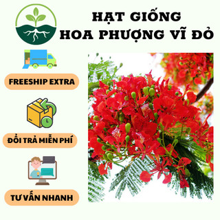 Hạt giống hoa phượng vĩ đỏ - 5 hạt/gói ( tặng 5 viên nén kích thích ươm hạt )