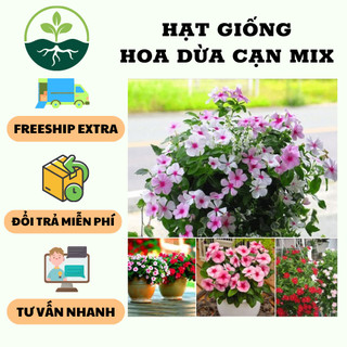 Hạt giống hoa dừa cạn mix màu - 100 hạt
